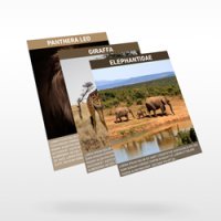 Staggered Flyers 3 Pages, .25" Staggered 6" x 9" to 6" x 8.5" 100 lb. Gloss Cover Full Color Both Sides 250