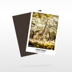 Custom Trading Cards