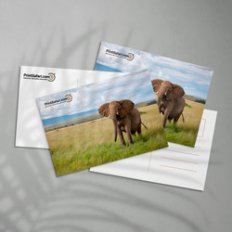 4" x 4" Postcards