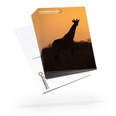 9" x 11" Postcards