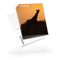 Custom postcards available in popular sizes for marketing and personal use