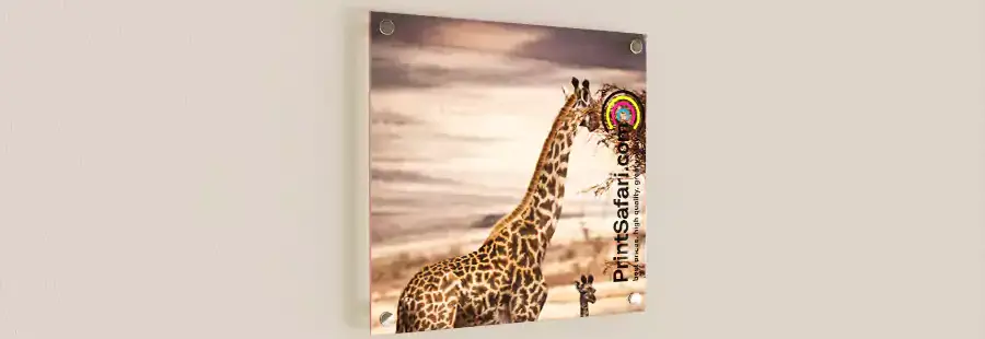 An acrylic photo print of a giraffe.