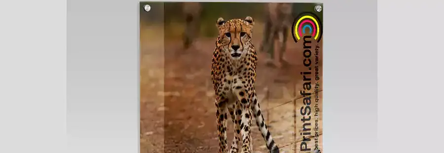 An acrylic photo print of a leopard in the savannah.