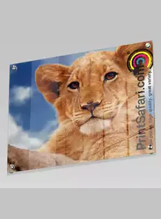 An acrylic photo print of a lion.