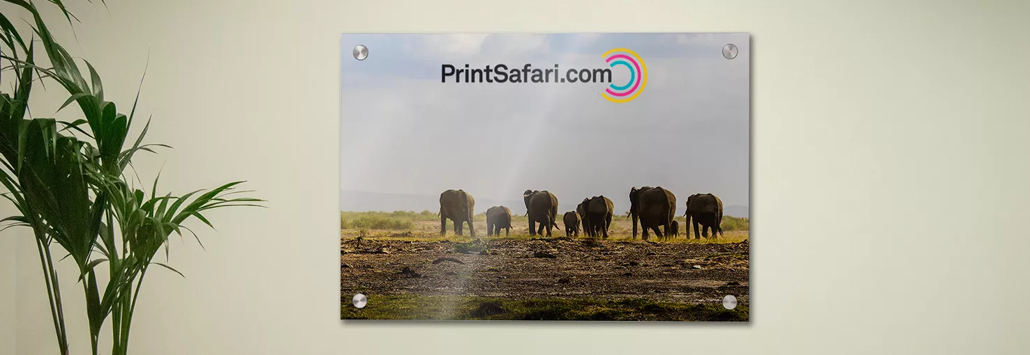 Image of a saddle-stitched catalog with a yellow cover featuring a male lion.