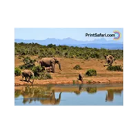 Photo Prints