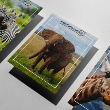 Set of custom trading cards featuring zebra, elephant, and giraffe photographs with white borders and PrintSafari.com logo, arranged diagonally on a gray surface.