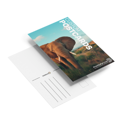 Set of custom postcards showing a photo of an elephant on the front and a blank address layout on the back, displayed on a white background.