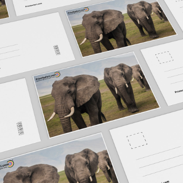 Set of custom postcards featuring a photo of an elephant walking through a grassy landscape with blue sky, including both front and back views, arranged on a textured surface with soft shadowing.