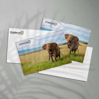 Multiple printed postcards laid out in a grid pattern, each featuring a close-up image of elephants on the front and standard postcard layout on the back, all branded with the PrintSafari.com logo.