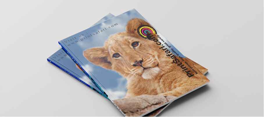 Catalog cover featuring a baby lion's head.