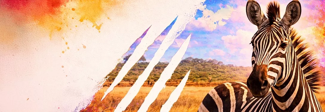 Zebra in the savannah